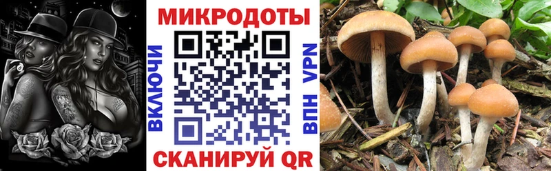 где купить наркотик  Самара  Псилоцибиновые грибы MAGIC MUSHROOMS 